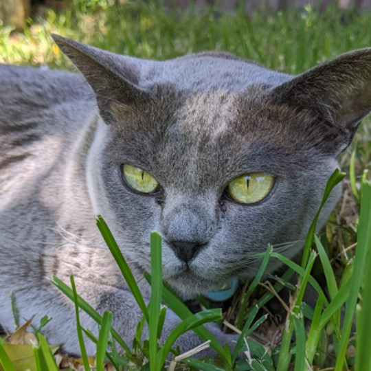 Indie blue burmese cat lost 1 july